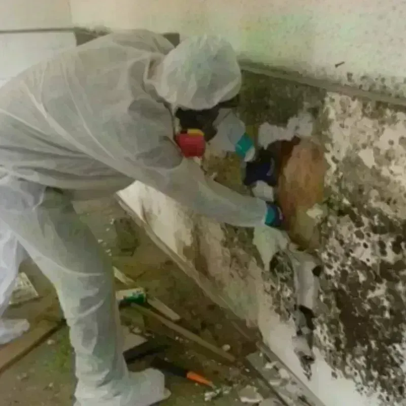 Mold Remediation and Removal in Clinton, MI